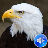 Eagle Sounds Ringtones icon