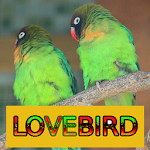 Cover Image of डाउनलोड Master Kicau Lovebird  APK