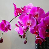 Orchid Flowers HD Wallpapers icon