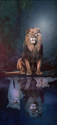 Lion Wallpapers