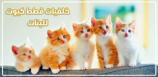 خلفيات قطط كيوت بدون نت Apps I Google Play