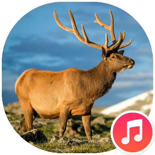 Elk Sounds Apps on Google Play