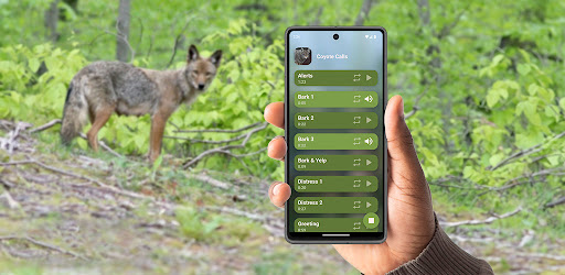 Coyote Hunting Calls