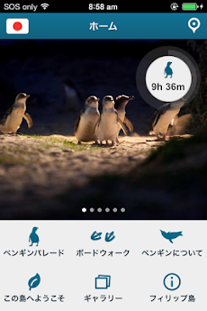 ペンギンパレードフィリップ島のおすすめ画像1