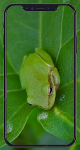 Cute Frog Wallpaper HD 4K