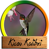 Kicau Kolibri Masteran Cantik icon