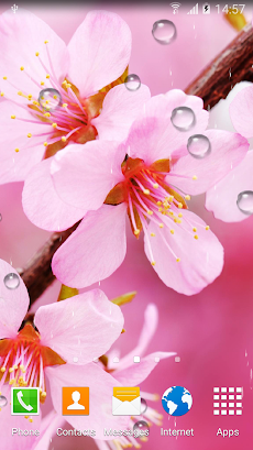 Cherry Blossom Live Wallpaperのおすすめ画像3