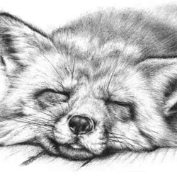 Download Realistic animal drawing (3).apk for Android 