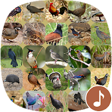 Appp.io - Bird Calls Download on Windows