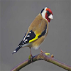 Goldfinch icon