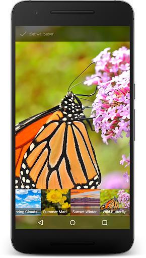 Wild Butterfly Live Wallpaper Screen 2