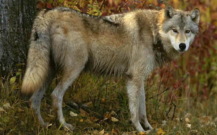 Wolf Jigsaw Puzzles - 2.13.00 - (Android)