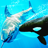 Hungry Killer Whale  Fish Games