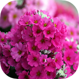 Pink Flowers Live wallpaper icon