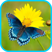 Butterfly Live Wallpaper 9 Icon