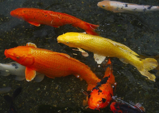 Japanese koi fish wallpapers