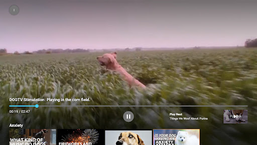 Screenshot of Dog TV