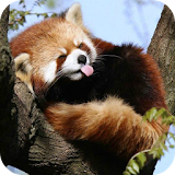Cute Red Panda icon