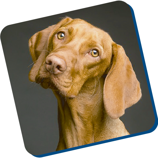 Guia Para Entrenar Perros Google Play のアプリ