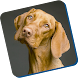guia para entrenar perros - Androidアプリ
