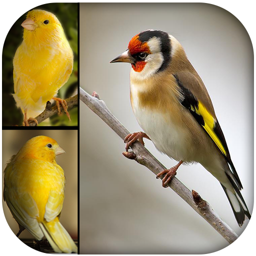 Singing Birds & Wallapaper -go 1.0 Icon