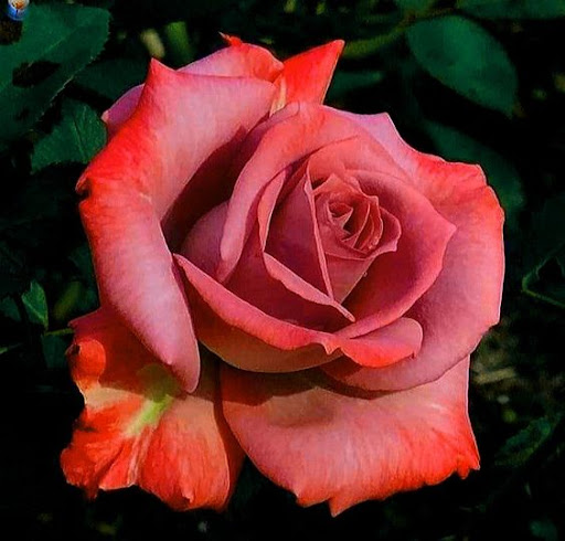 Beautiful roses Screen 3