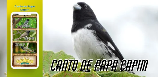 Canto De Papa-Capim viviti – Apps no Google Play