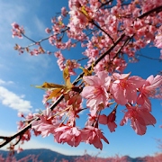 Lovely Sakura Wallpapers