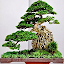 various bonsai plants