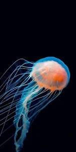 Jellyfish phone wallpapers