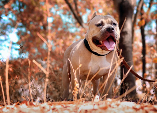 Android application Pitbull dogs jigsaw puzzles screenshort