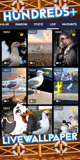 seagull wallpaper Screen 3