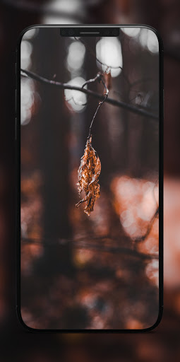 SW Autumn Wallpapers 4K