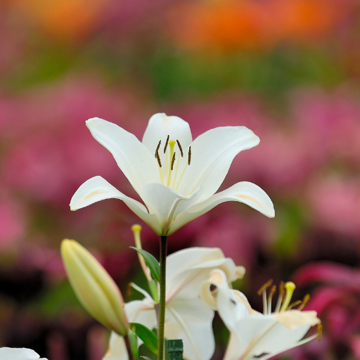 Lily Wallpapers logo