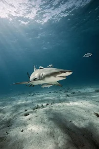 Wallpapers of Ocean Sharks HD