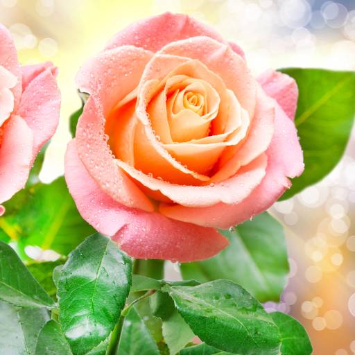 Rose Live Wallpaper logo