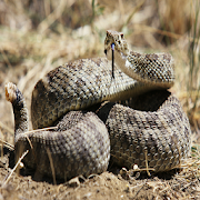 Rattlesnake Sounds