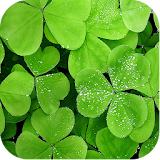 Clover Backgrounds icon