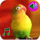 Birds Sound Ringtone Download on Windows