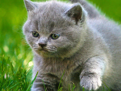 √ chat fond ecran 230901-Chat fond ecran hd