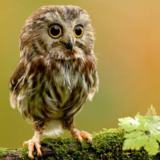 Cute Owl Wallpaper  Icon