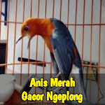 Cover Image of Download Anis Merah Gacor Ngeplong 1.5 APK