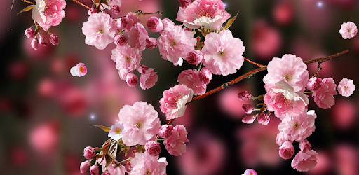 Sakura Live Wallpaper on Windows PC Download Free  -  