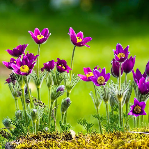 Flower Jigsaw Puzzles