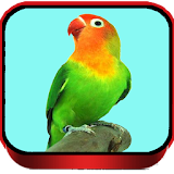 TERAPI LOVEBIRD MASTER icon