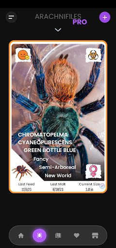 Arachnifiles Screen 3