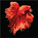 Cover Image of Download Wallpaper Cantik Ikan Cupang 3.4.0 APK