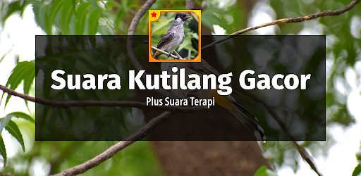 Suara Kutilang Gacor Plus Terapi
