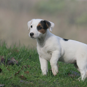 Jack Russell Terrier Dogs Wallpapers  Icon