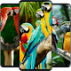 Parrot Wallpaper Full HD Download on Windows